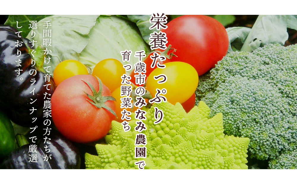 色々楽しめる！2026年8月より順次出荷！「 恵味ゴールド 」5本と 夏野菜 セット とうきび とうもろこし 野菜 コーン 北海道 千歳