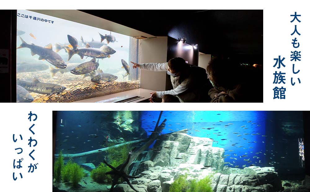 【サケのふるさと 千歳水族館】年間パスポート（大人1枚/Aデザイン）