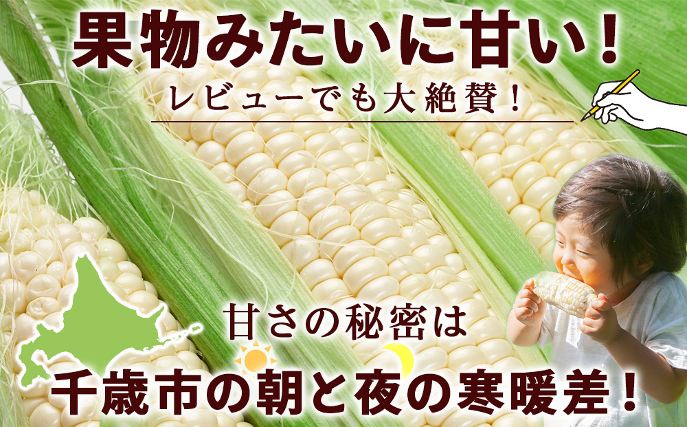 2026年夏発送 白いとうもろこし ピュアホワイト L～2L 16本