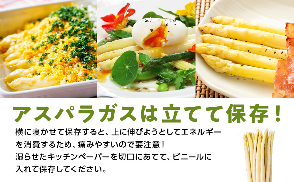 【2026年春発送】 ホワイトアスパラ 900g M～2L アスパラ アスパラガス 野菜 千歳 北海道