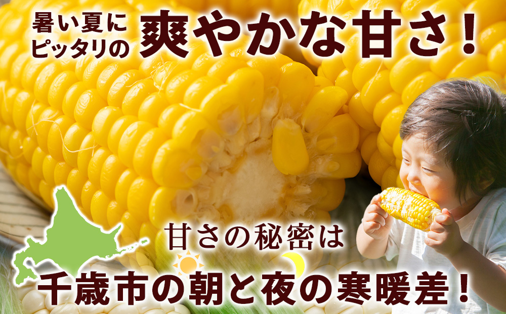 2026年夏発送 とうもろこし ゴールドラッシュ L～2L 20本