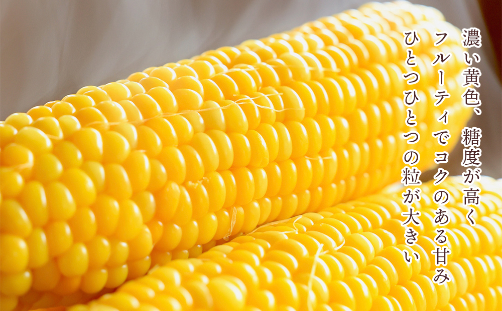 なんまら甘くて食べやすい！2026年 8月より出荷！「 恵味ゴールド 」15本セット とうきび とうもろこし 野菜 コーン 北海道 千歳