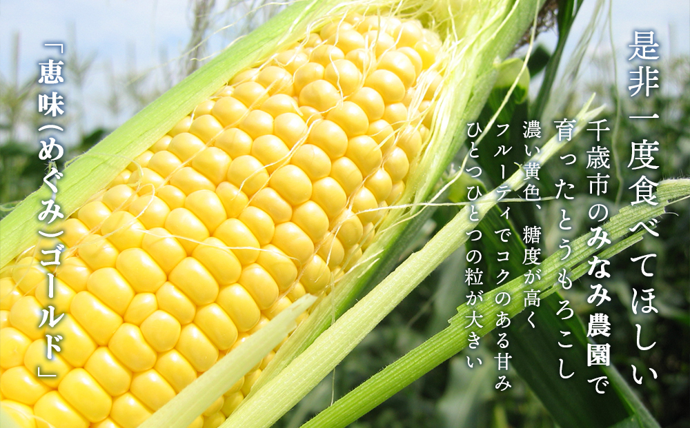 色々楽しめる！2026年8月より順次出荷！「 恵味ゴールド 」5本と 夏野菜 セット とうきび とうもろこし 野菜 コーン 北海道 千歳