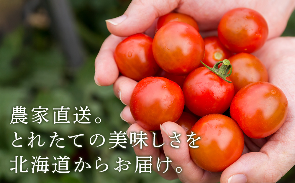 【2026年発送】〈萬福農研〉産地直送！ミニトマト(プレミアムルビー) 2kg