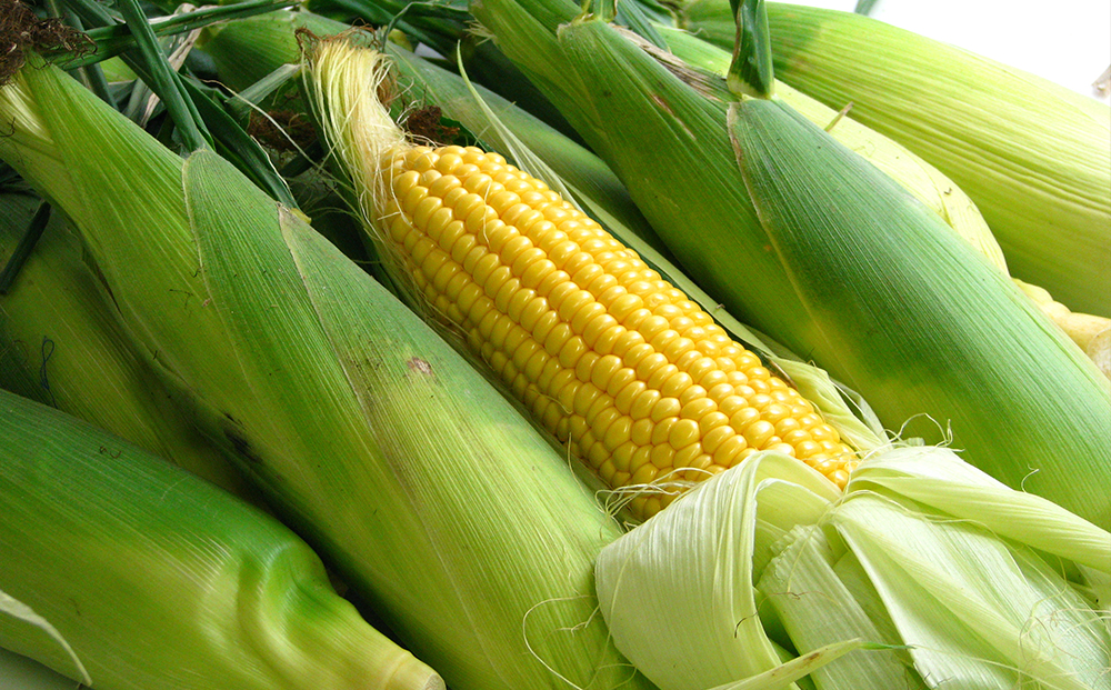 なんまら甘くて食べやすい！2026年 8月より出荷！「 恵味ゴールド 」15本セット とうきび とうもろこし 野菜 コーン 北海道 千歳