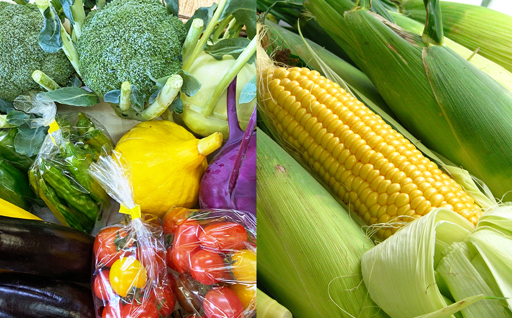 色々楽しめる！2026年8月より順次出荷！「 恵味ゴールド 」5本と 夏野菜 セット とうきび とうもろこし 野菜 コーン 北海道 千歳