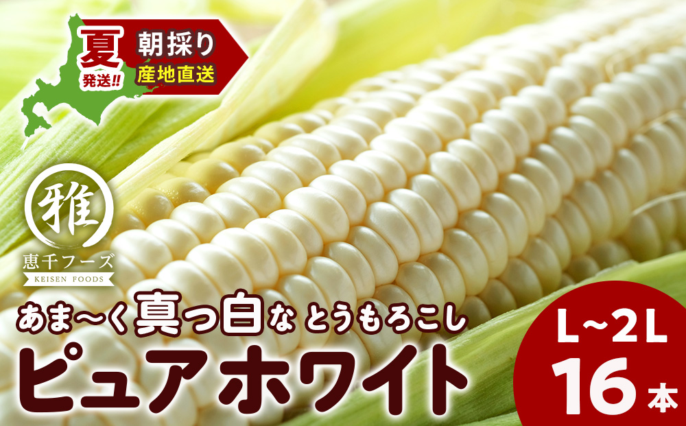 2026年夏発送 白いとうもろこし ピュアホワイト L～2L 16本