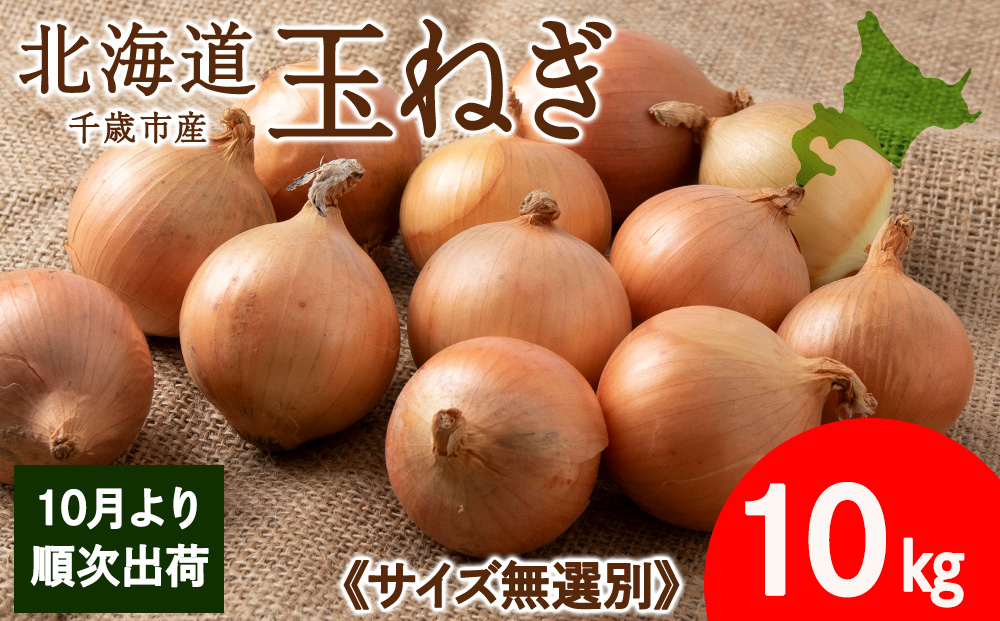 玉ねぎ 10kg 無選別サイズ 北海道 千歳市産 甘い たまねぎ 野菜 冷蔵 タマネギ 【假屋フードブリッジ】