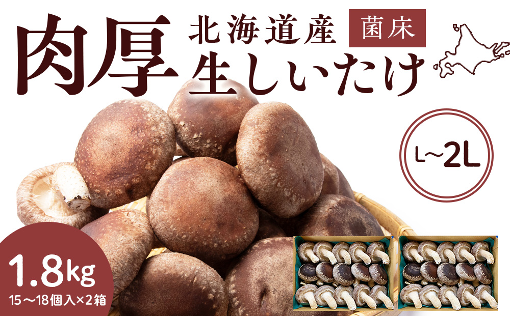 菌床 生しいたけ 900g×2 大きい 肉厚 シイタケ 椎茸 生椎茸 生シイタケ 千歳 北海道 《 あしだファーム 》