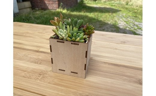 安心やすらぎ共和国 OASIS REPUBLIC -SUNAGAWA BASE- 片桐農園×空知単板工業 『多肉植物寄せ植え体験ギフトセット』 [オアリパ 北海道 砂川市 12260374]