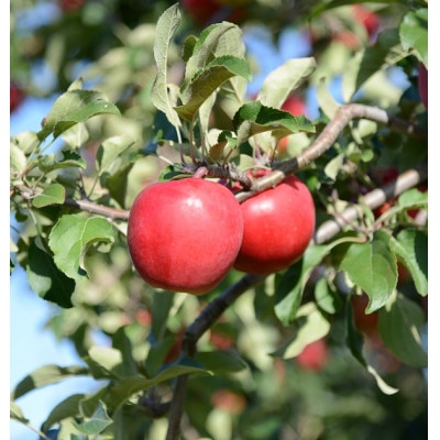 深川産りんご使用果実酒ふかがわシードルドライ【辛口 375ml×3本セット】