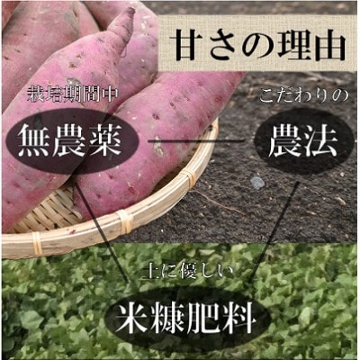 先行受付　北海道深川市産サツマイモ　シルクスィート2.5kg・紅はるか2.5kg  計5kgセット【配送不可地域：離島】