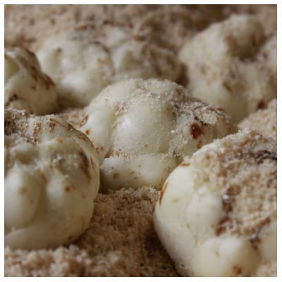 【令和7年産先行受付】北海道深川市産　ゆり根(Lサイズ)　2kg