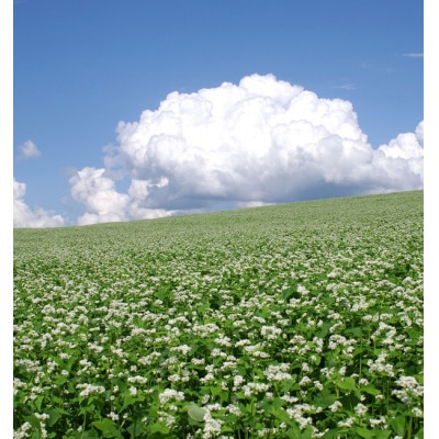 深川産そば粉(500g×3袋)