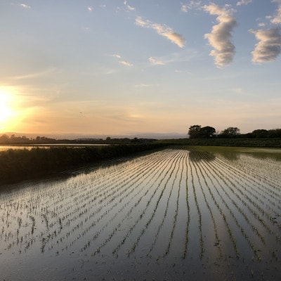 北海道産ゆめぴりか 栽培期間中農薬・化学肥料不使用 玄米5kg×2袋