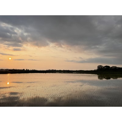 北海道産 特別栽培米ゆめぴりか 玄米5kg