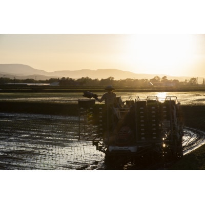 北海道産 特別栽培米ふっくりんこ 玄米 5kg×2袋