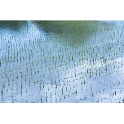 北海道産 特別栽培米ななつぼし 玄米 5kg