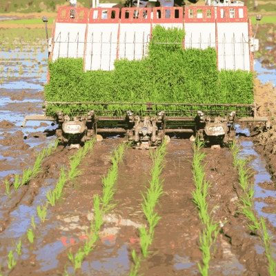 【特別栽培米】北海道深川産米ゆめぴりか(無洗米)5kg ＜令和7年産先行受付＞