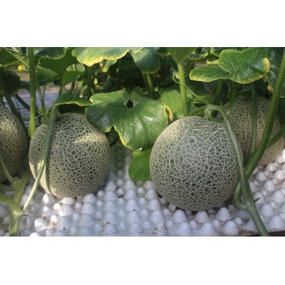 〈令和6年産〉秋どり赤肉メロン　優品または秀品・2玉入(5kg未満)