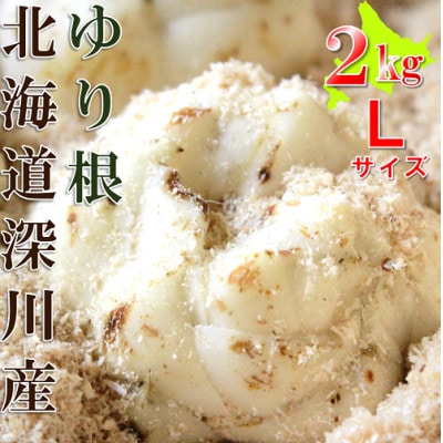【令和7年産先行受付】北海道深川市産　ゆり根(Lサイズ)　2kg