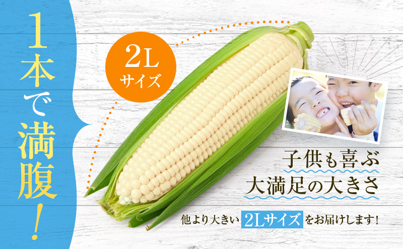 【2026年7月中旬～発送】北海道 富良野産 ホワイトコーン『ホワイトショコラ』BIG 2L サイズ 10本 とうもろこし (NORTH FUN) とうもろこし とうきび コーン 野菜 新鮮 甘い ジューシー 贈り物 ギフト 道産 直送 ふらの とうもろこし トウモロコシ 白とうもろこし ホワイト