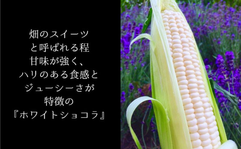 【ANA限定】5月限定で1本増量！≪2025年7月中旬～発送≫北海道 富良野産 ホワイトコーン『ホワイトショコラ』2L サイズ 11本 とうもろこし (NORTH FUN) とうもろこし とうきび コーン 野菜 新鮮 甘い ジューシー 贈り物 ギフト 道産 直送 ふらの 富良野市