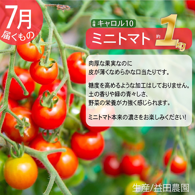 【2025年発送】全3回 富良野 専門農家が選ぶ 旬の贅沢定期便 北海道 富良野市 老節布 野菜 ミニトマト とうもろこし スイートコーン 玉ねぎ たまねぎ 玉葱 白玉ねぎ 甘い