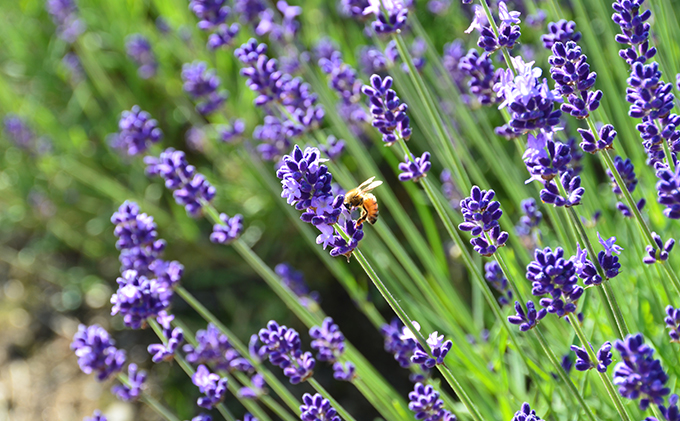『ビーキーパー養蜂体験』2名様・体験参加チケット【もっと富良野が好きになる！地元体験プログラム／ウレシパ・フラノ】