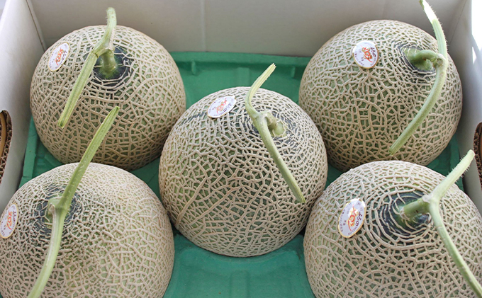 【2026年7月中旬～発送】北海道 富良野 メロン 約1.6kg×5玉入り (スイートベジタブルファクトリー) メロン フルーツ 果物 新鮮 甘い 贈り物 ギフト 道産 ジューシー おやつ ふらの ブランド 夏
