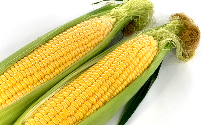 【2026年7月中旬～発送】朝もぎ とうもろこし 恵味 めぐみ 10本 L-2L 北海道 富良野市 (大島農園)