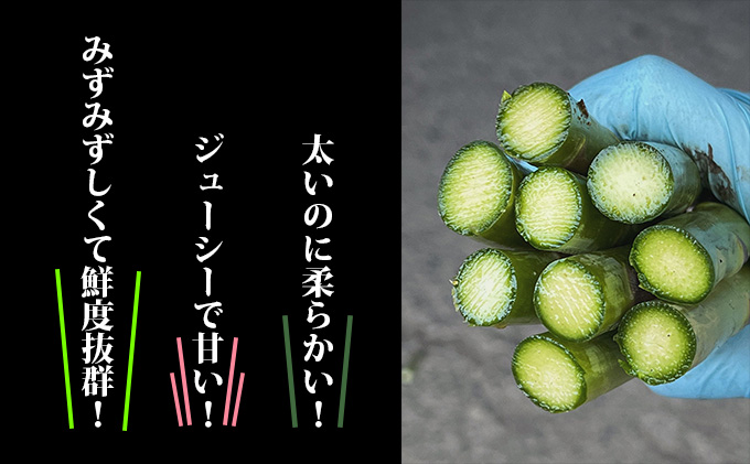 【2026年春発送】北海道 富良野産 アスパラガス M～2Lサイズ 約800g  ハウス栽培 (山本農園) 野菜 新鮮 直送 朝採り アスパラガス 道産 北海道 ふらの