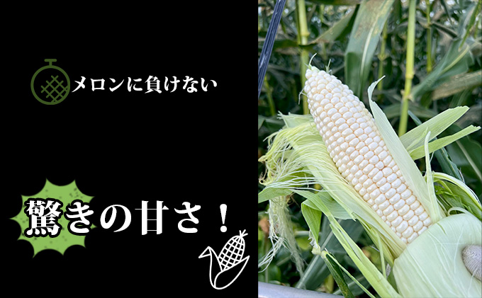 【2025年7月中旬発送】北海道 富良野産 ホワイトショコラ ハウス栽培 2Lサイズ 10本 白い とうもろこし (山本農園)