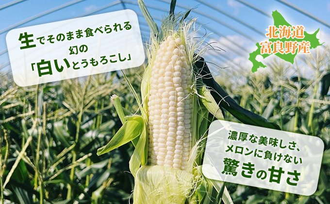 【2025年夏発送】北海道 富良野産 ホワイトショコラ 2Lサイズ 10本 露地栽培 白い とうもろこし (山本農園)