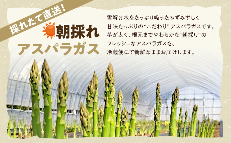 【2026年4月～発送】朝採り 富良野市 グリーン アスパラ Lサイズ 約1kg (仁田原ファーム) 野菜 新鮮 直送 朝採り アスパラガス 道産 北海道 ふらの