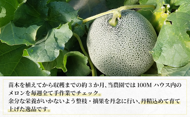 【2026年8月下旬より発送】北海道 富良野 メロン 赤肉 約1.8kg×2玉 メロン フルーツ 果物 新鮮 甘い 贈り物 ギフト 道産 ジューシー おやつ ふらの ブランド 夏 (吉田農園)