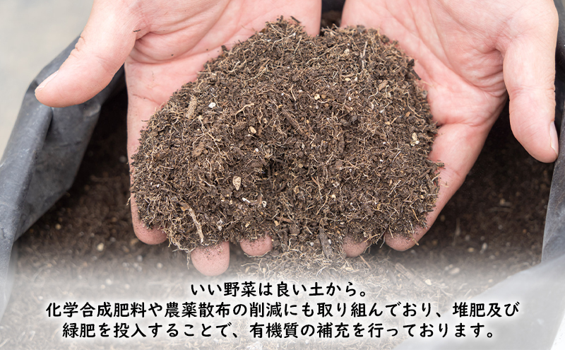 【2026年夏発送】ふらの ミニトマト 3kg（品種：ほれまる）北海道 富良野市 野菜 新鮮 直送 トマト 道産 ふらの 送料無料 数量限定 先着順