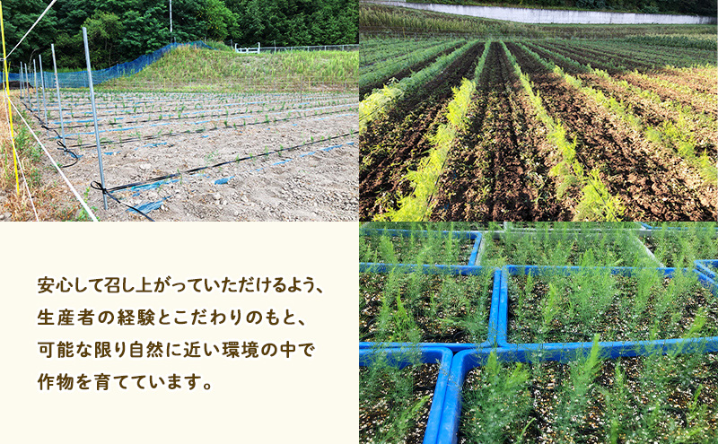 【2026年5月～発送】半農半画家 イマイ畑 自慢の≪アスパラガス 1kg M-2Lサイズ混合≫ 露地栽培 北海道 富良野市 (イマイカツミ) 野菜 アスパラ 健康 太い 安心 道産 産地直送