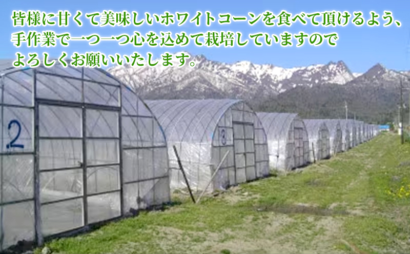 【先行受付  2026年発送】ふらのホワイトコーン 計 2.8kg 以上 (8～9本入) 白 とうもろこし ホワイトクリスピー 野菜 北海道 富良野 ギフト 長沢農園