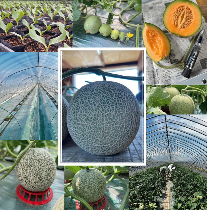 2026年夏発送 【数量・期間限定】 ふらのメロン キングルビー 秀大2玉［1玉2kg以上］計4kg以上 富良野メロン 赤肉 めろん 北海道 甘い 大きい