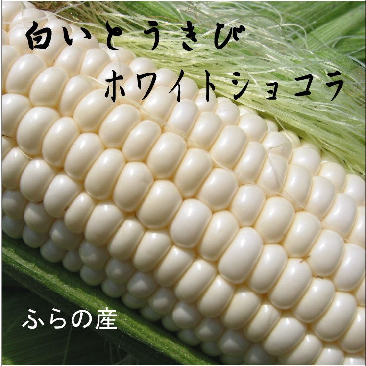 2026年夏発送【数量・期間限定】一足早く7月前半出荷予定 ふらの産 ホワイトとうきび10本［2L］ホワイトショコラ 富良野 北海道  とうもろこし 甘い 白 野菜 果物 朝採り