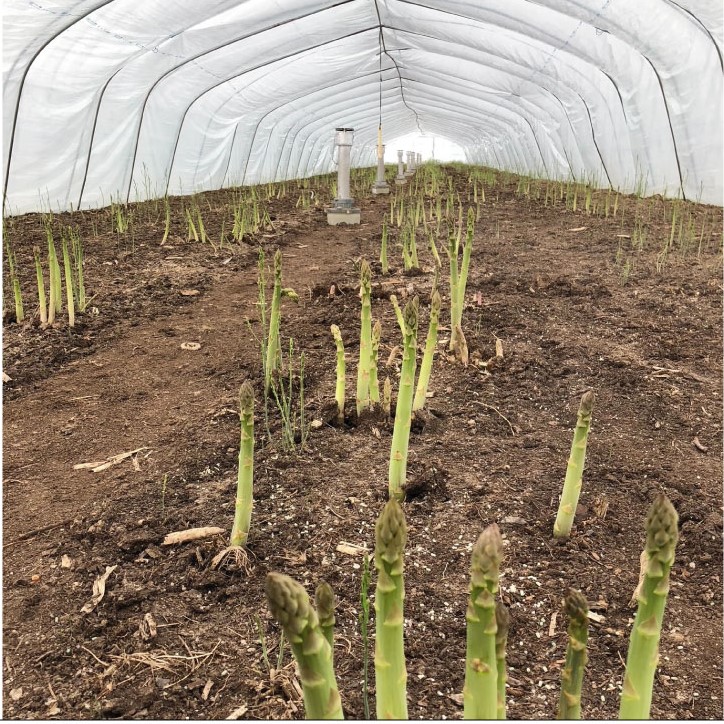 2026年春発送 ふらの産 グリーンアスパラ1kg［2Lサイズ］ハウス栽培 富良野 北海道 野菜 アスパラ 朝採り アスパラガス