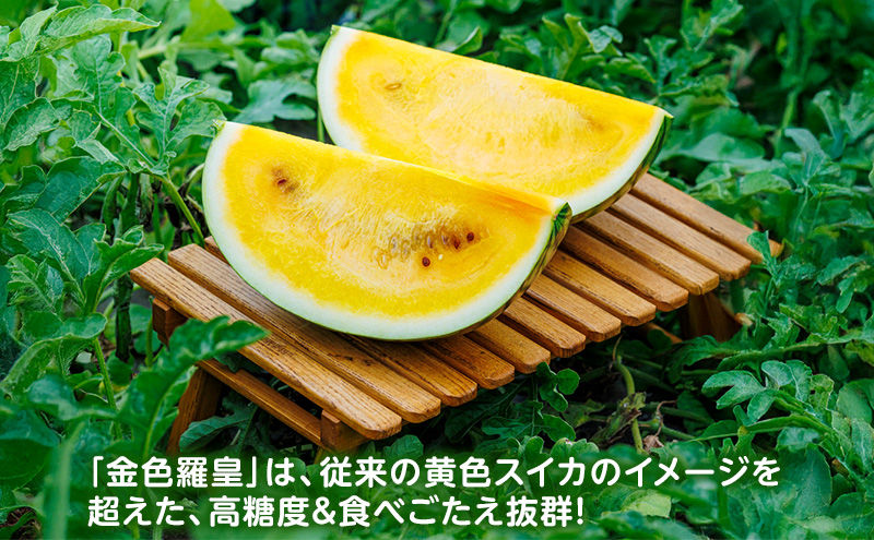 先行予約 富良野産 大玉 スイカ 金色羅皇  2L 7kg 以上×1玉 令和7年産 2026年産 北海道 富良野 ふらの 大玉 すいか 西瓜 果物 くだもの こんじきらおう 黄色 ゴールド 甘い