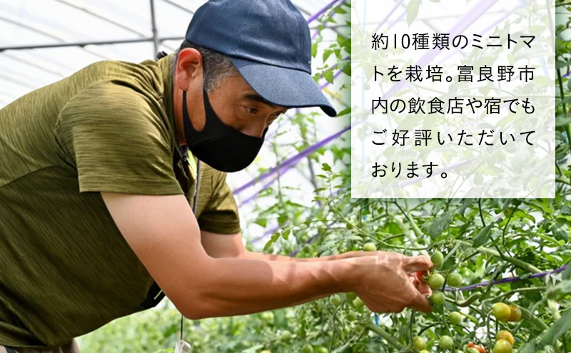 【2026年7月より発送】北海道 富良野市産 完熟ミニトマト 2種 計約3kg 甘っこ キャロル10 各1.5kg×2 詰め合わせ トマト 甘い 野菜 新鮮 数量限定 先着順【藏ファーム】