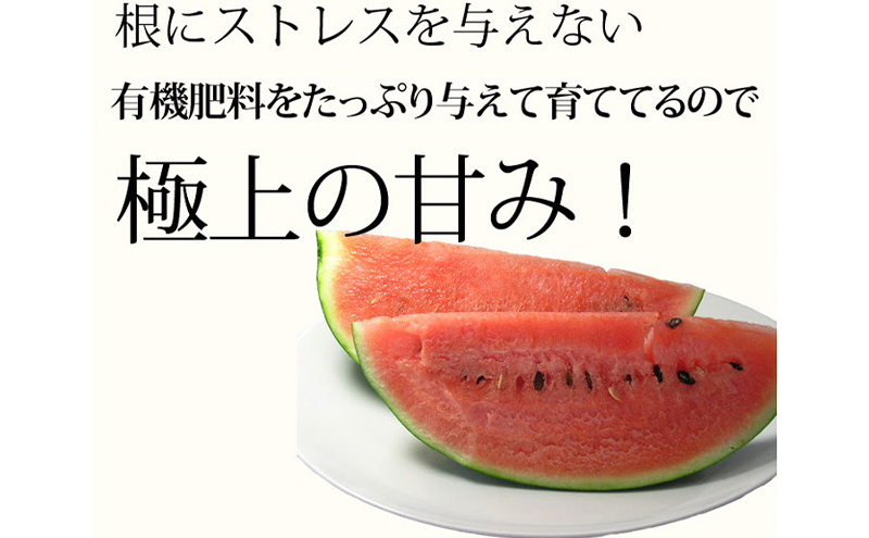 【2026年7月～発送】すいか 2L 1玉 ≪6kg以上≫ 北海道 富良野市 (スイートベジタブルファクトリー) フルーツ 果物 新鮮 甘い 贈り物 ギフト 道産 おやつ デザート ふらの ブランド スイカ 夏