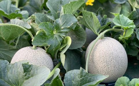 【2026年7月中旬～発送】ふらのメロン 1.6kg以上 赤肉 4～5玉 北海道 富良野市 (大島農園)