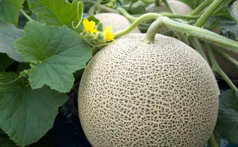 【2026年7月中旬～発送】≪特秀≫ふらのメロン 1.8kg以上 赤肉 2玉 北海道 富良野市 (大島農園)