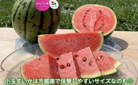 【2026夏発送】ひとりじめ こだま スイカ 1玉 北海道 富良野産 すいか 西瓜 夏 フルーツ ふらの 甘い 糖度 小玉 (畠山農園）