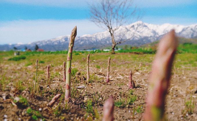 【2026年4月～発送】北海道 ふらの グリーン アスパラガス 約2kg サイズ混合 (守田農園) 野菜 新鮮 直送 朝採り アスパラガス 道産 北海道 ふらの