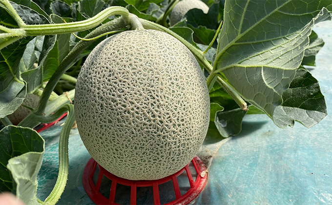 【2025年7月中旬～発送】北海道 ふらの 赤肉メロン 5玉入り 約1.6kg×5玉 (守田農園) メロン フルーツ 果物 新鮮 甘い 贈り物 ギフト 道産 ジューシー おやつ ふらの ブランド 夏